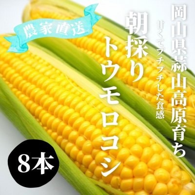 注文受開始！高原とうもろこし8月  限定発売！Ｌ・2Lサイズ８本入り朝採りトウモロコシ