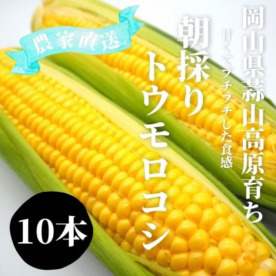 注文受付開始！高原とうもろこし8月中の限定発売！Ｌ・2Lサイズ１０本入り朝採りトウモロコシ