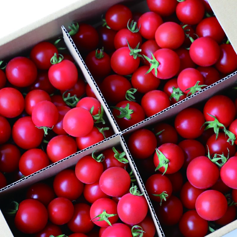 さくら】3kg箱/北海道ニセコ産トマト/みっちゃんのトマト