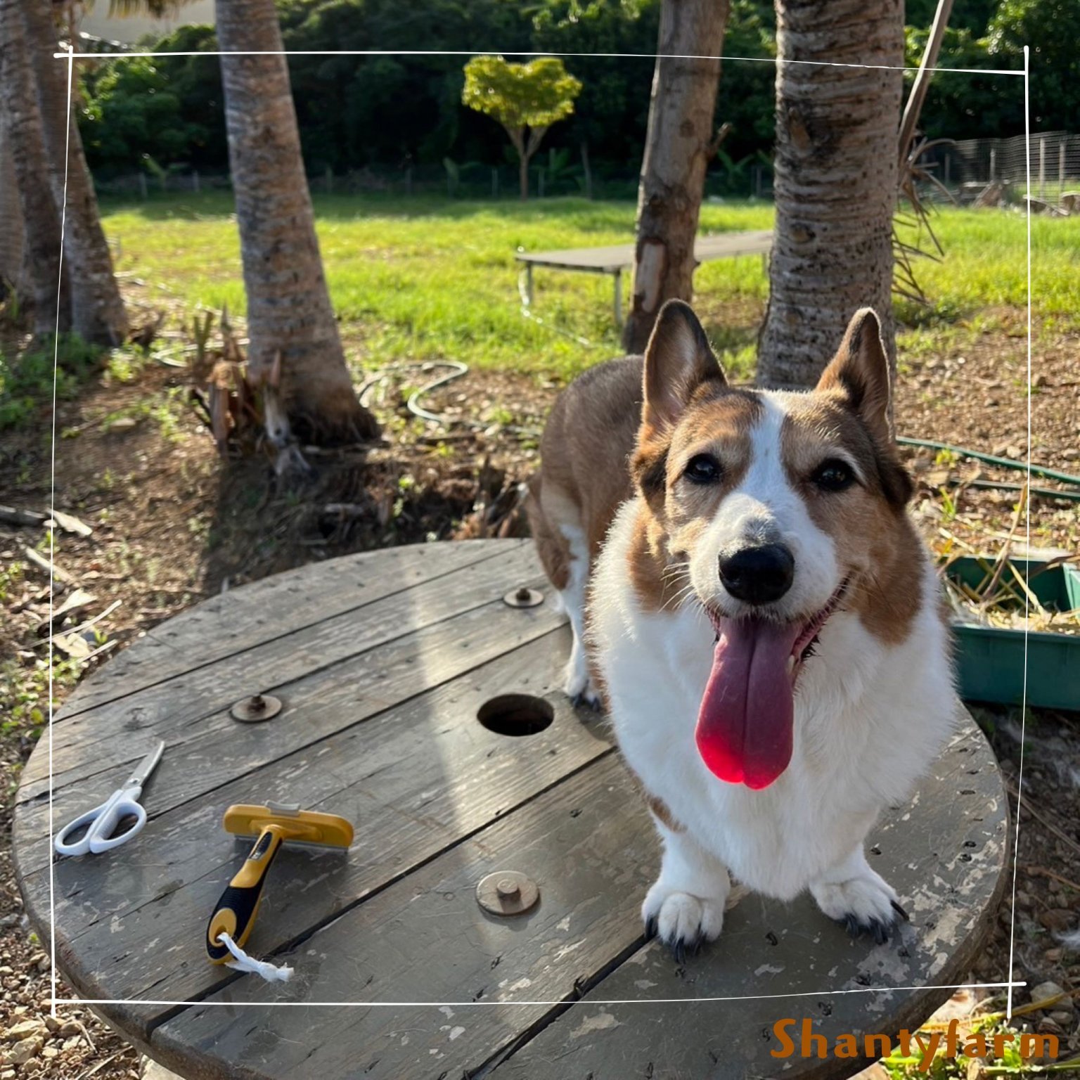 シャンティファームふれあいファミリー【1１月はじまり】