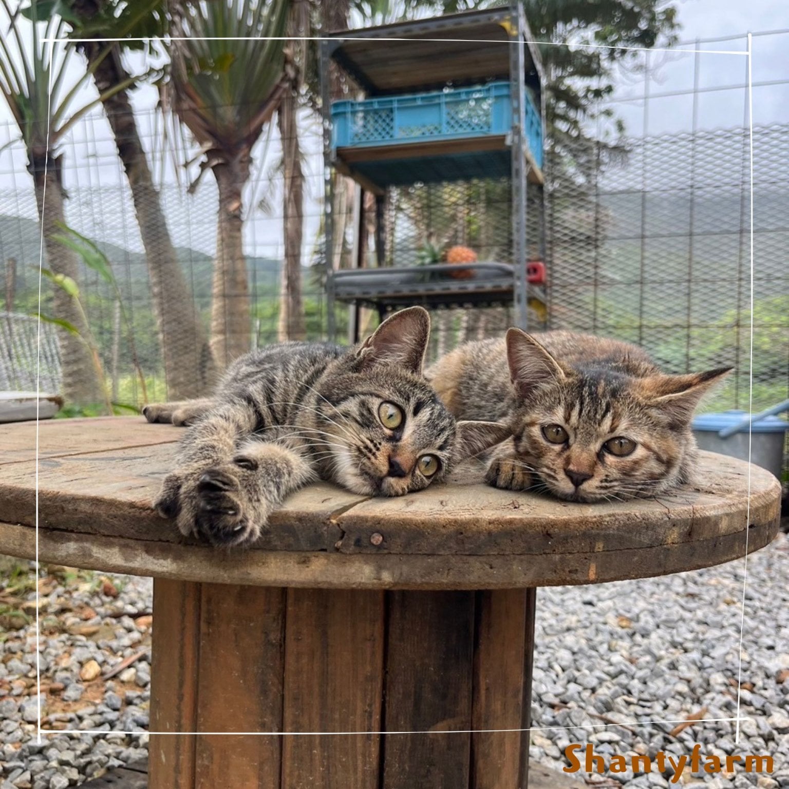 シャンティファームふれあいファミリー【1１月はじまり】