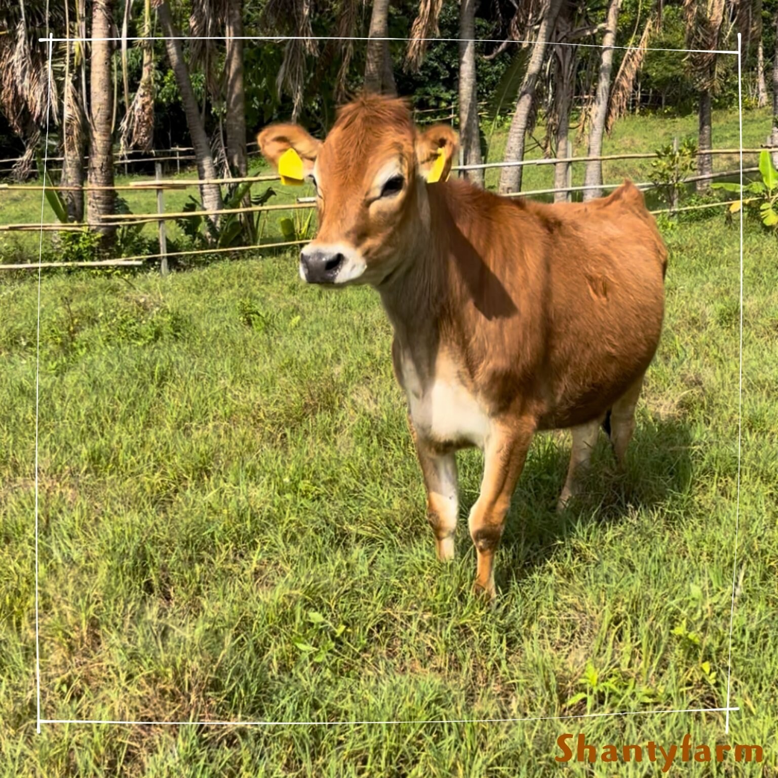 シャンティファームふれあいファミリー【1１月はじまり】