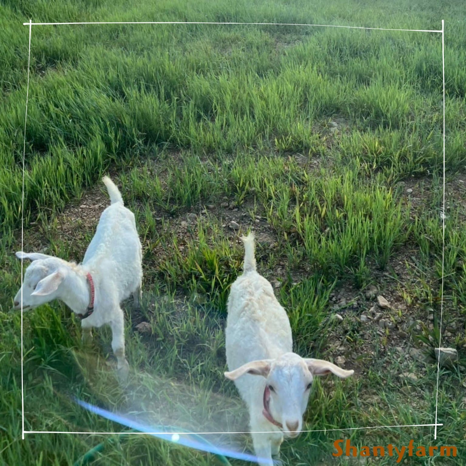 シャンティファームふれあいファミリー【1１月はじまり】