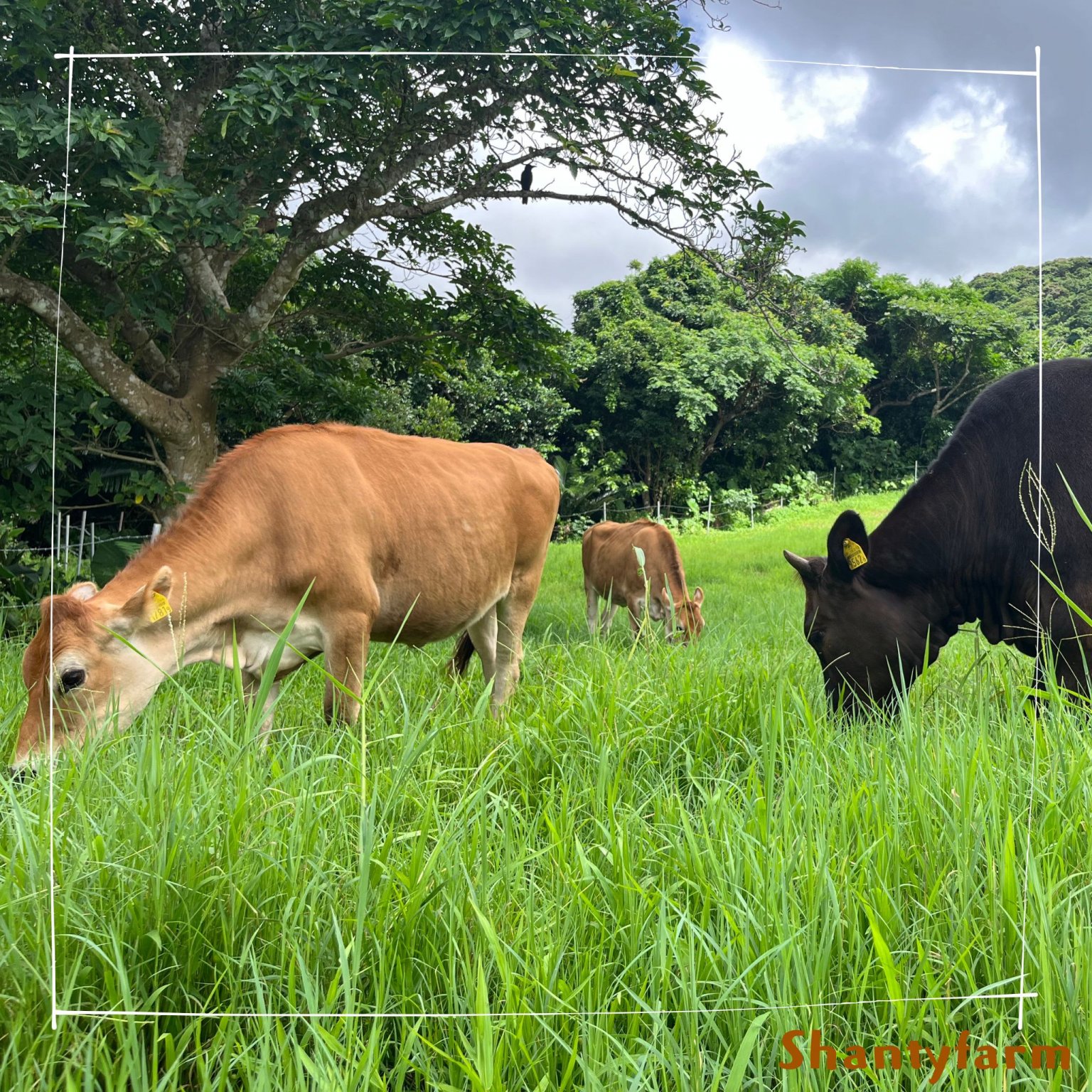 シャンティファームふれあいファミリー【1１月はじまり】