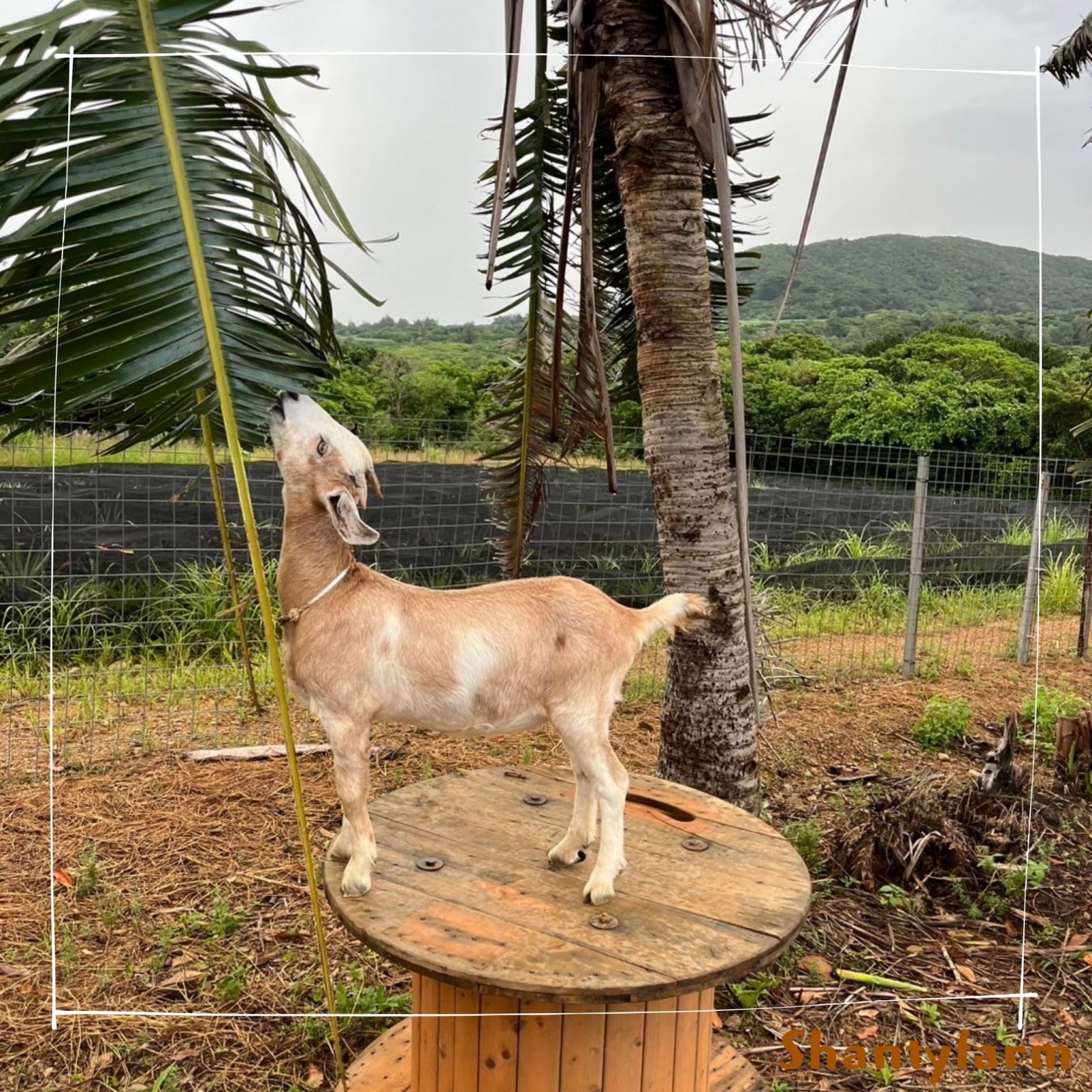 シャンティファームふれあいファミリー【1１月はじまり】