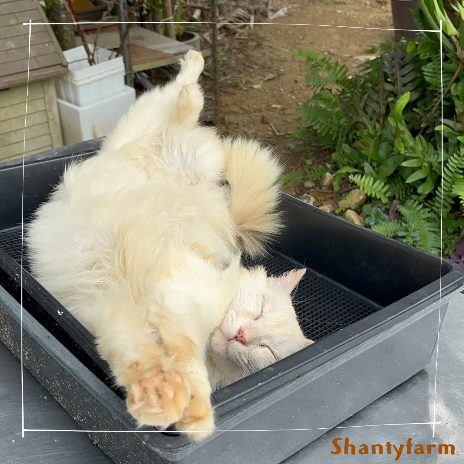 シャンティファームふれあいファミリー【1１月はじまり】