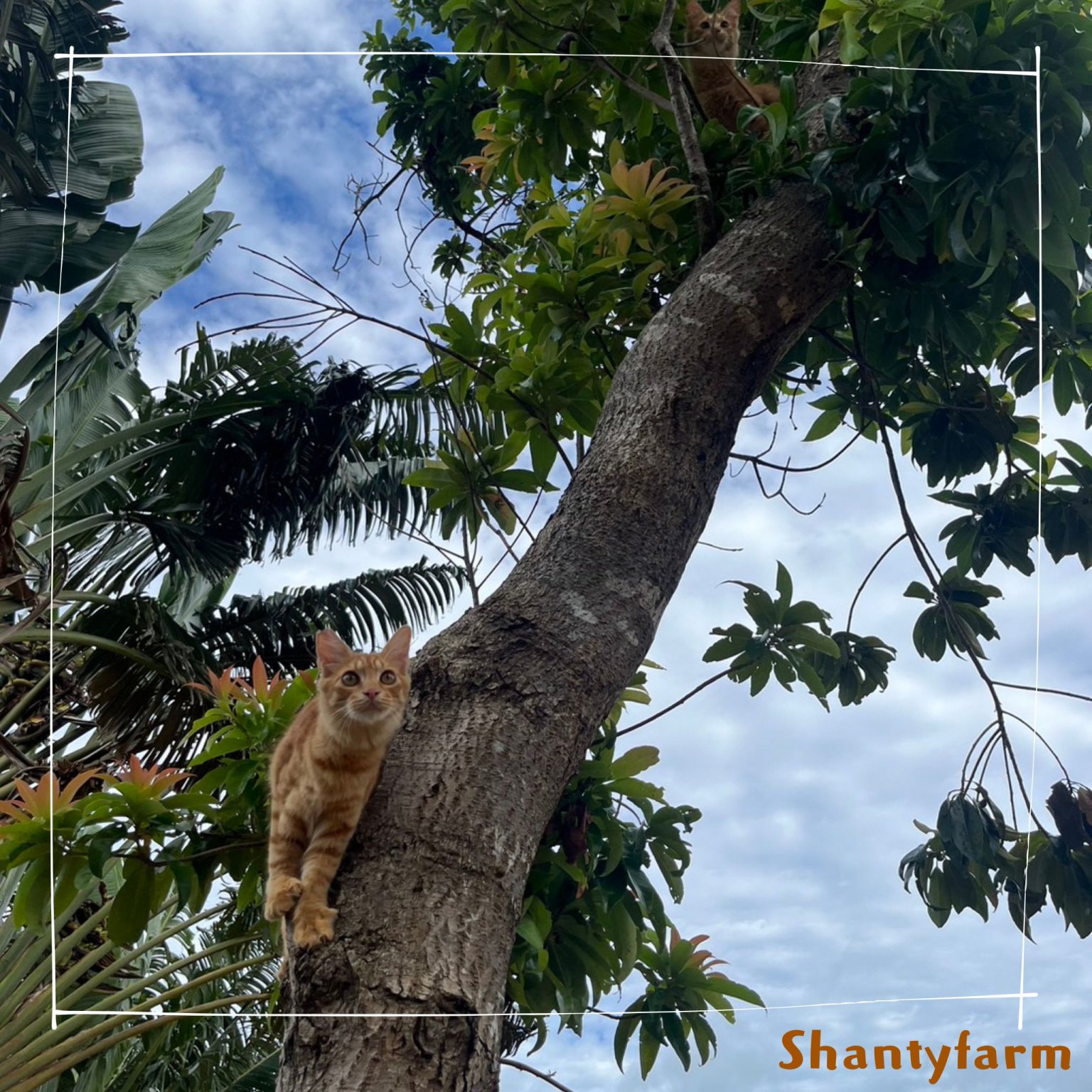 シャンティファームふれあいファミリー【1１月はじまり】