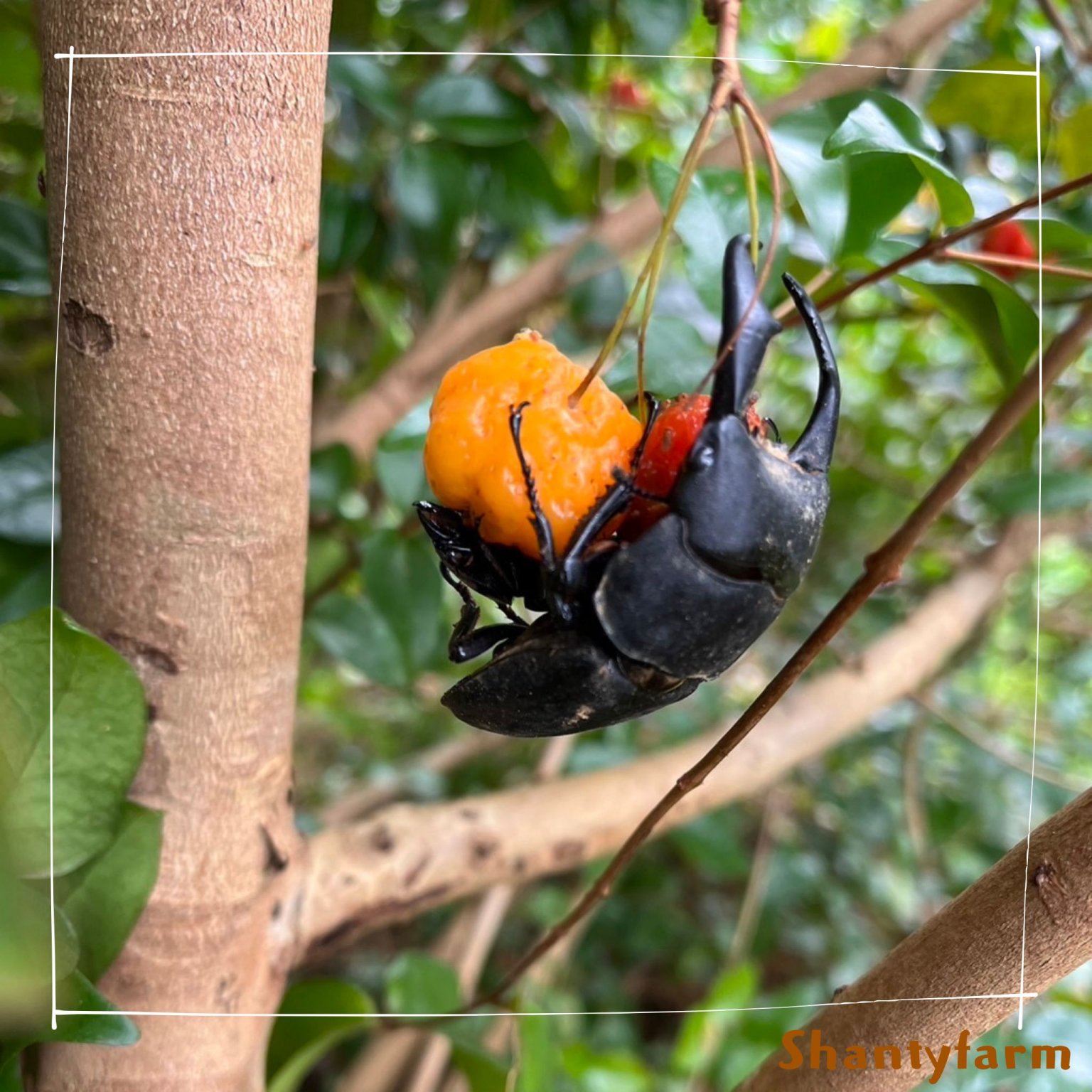 シャンティファームふれあいファミリー【1１月はじまり】