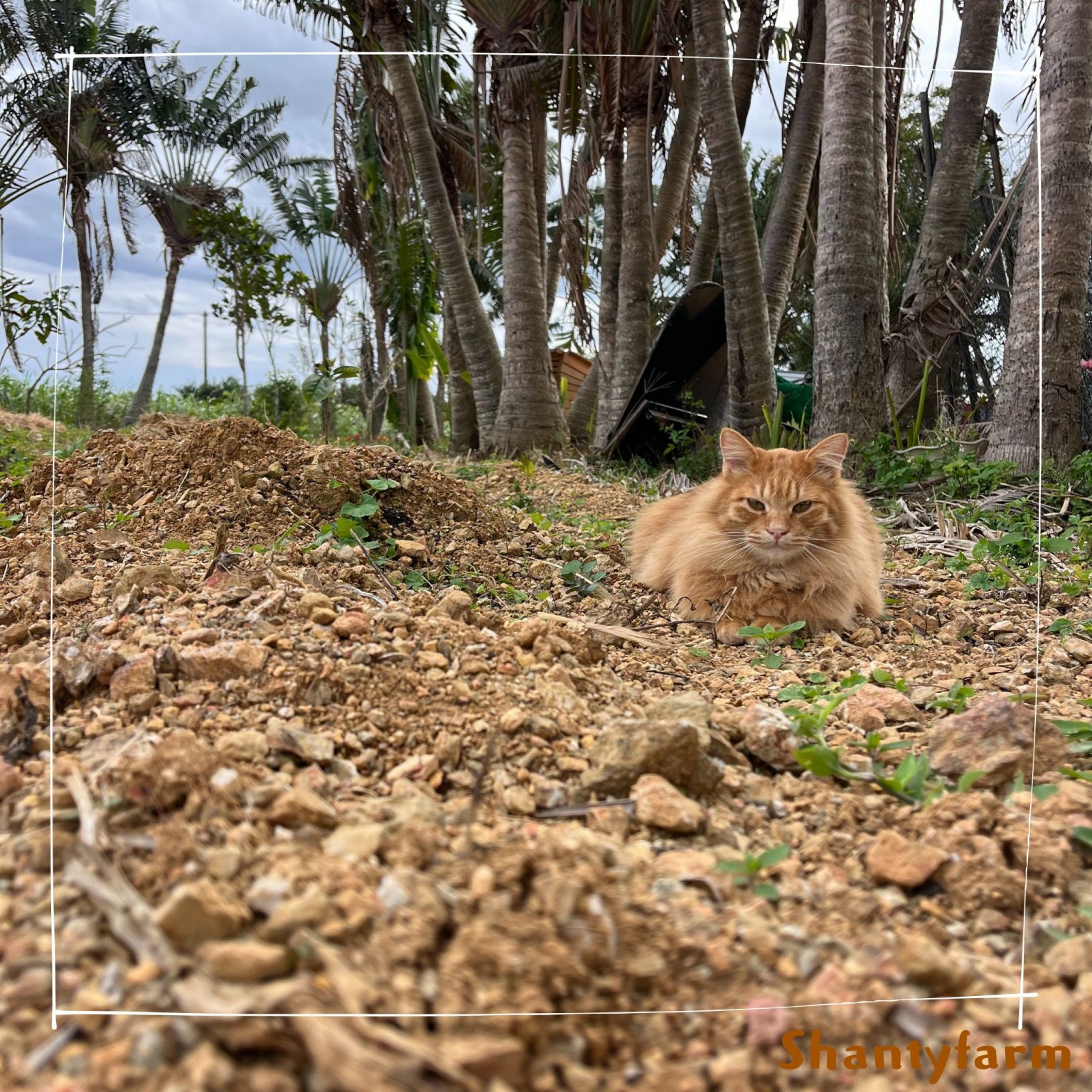 シャンティファームふれあいファミリー【1１月はじまり】