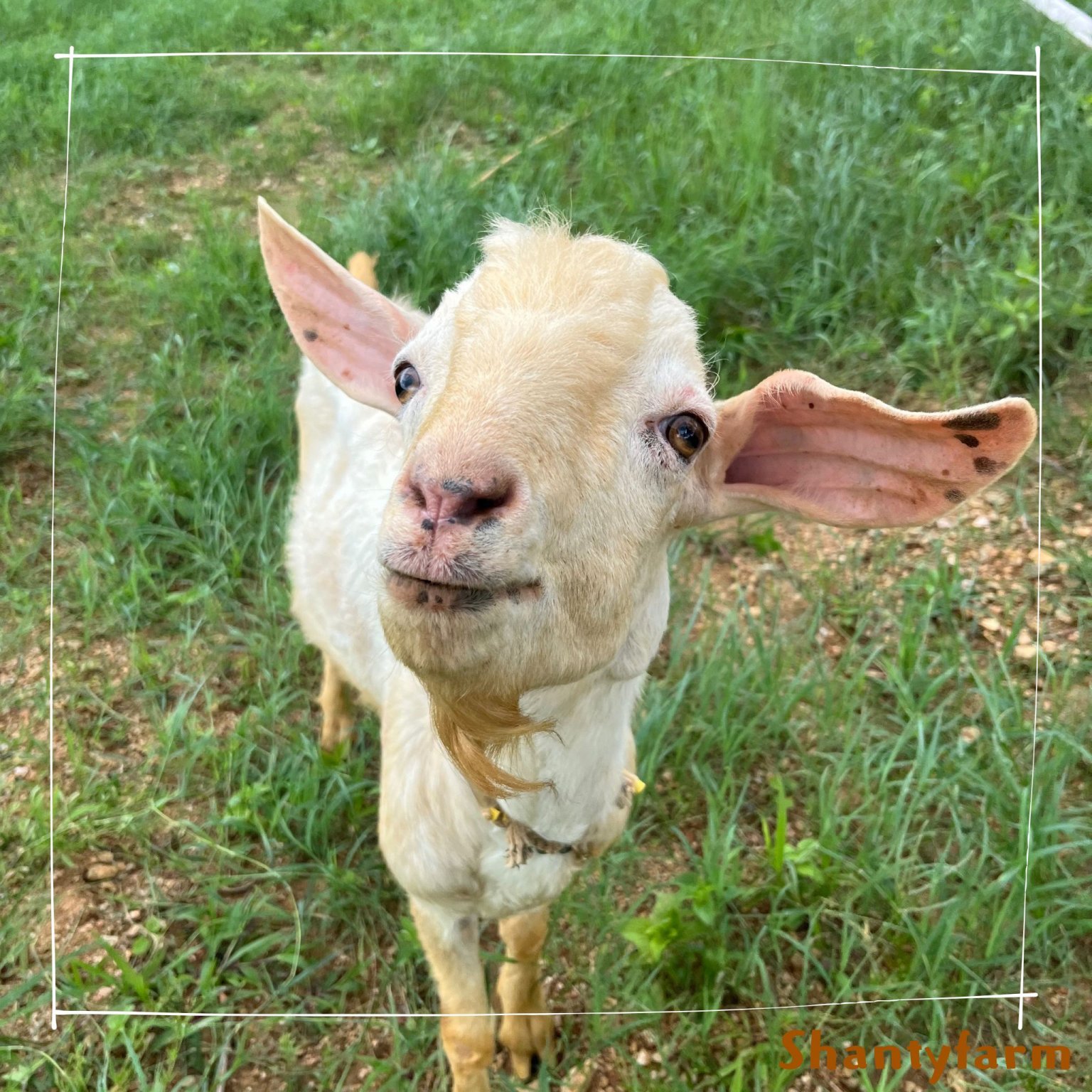 シャンティファームふれあいファミリー【1１月はじまり】