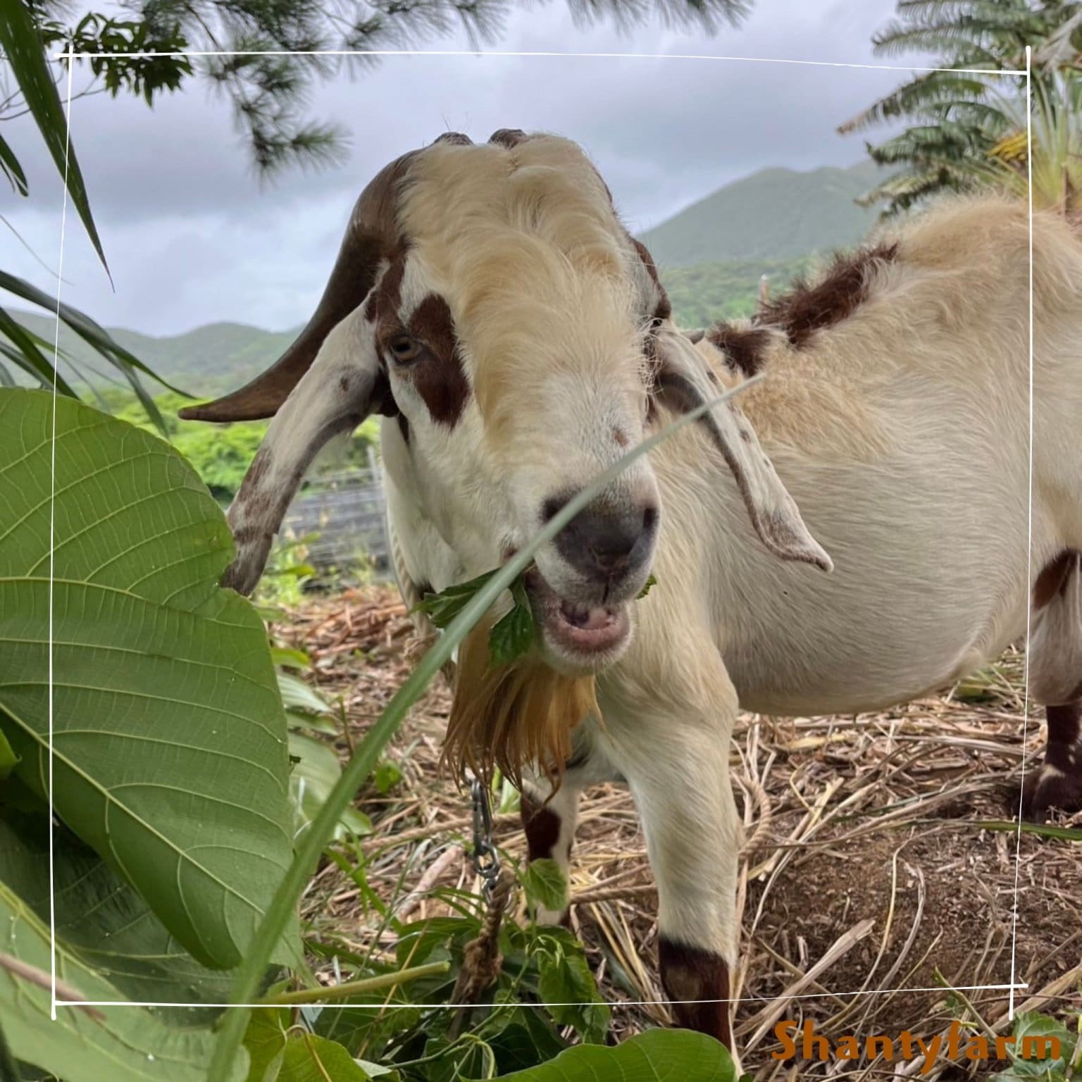 シャンティファームふれあいファミリー【1１月はじまり】