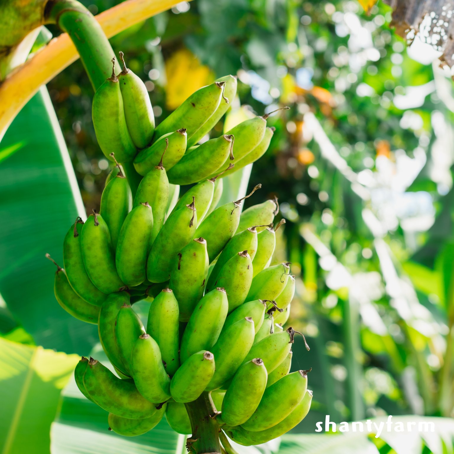 石垣島産 無農薬 島バナナ　１ｋｇ（自然栽培）│Shanty Farm🍌🌿