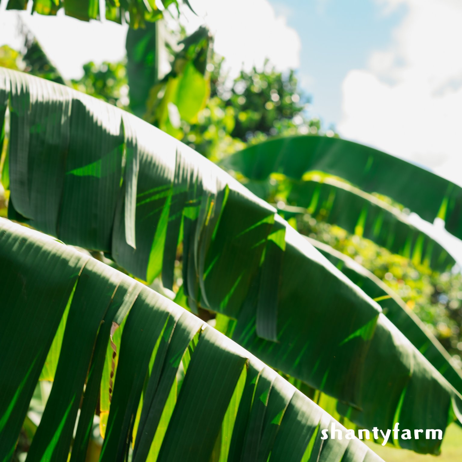 石垣島産 無農薬 島バナナ　１ｋｇ（自然栽培）│Shanty Farm🍌🌿