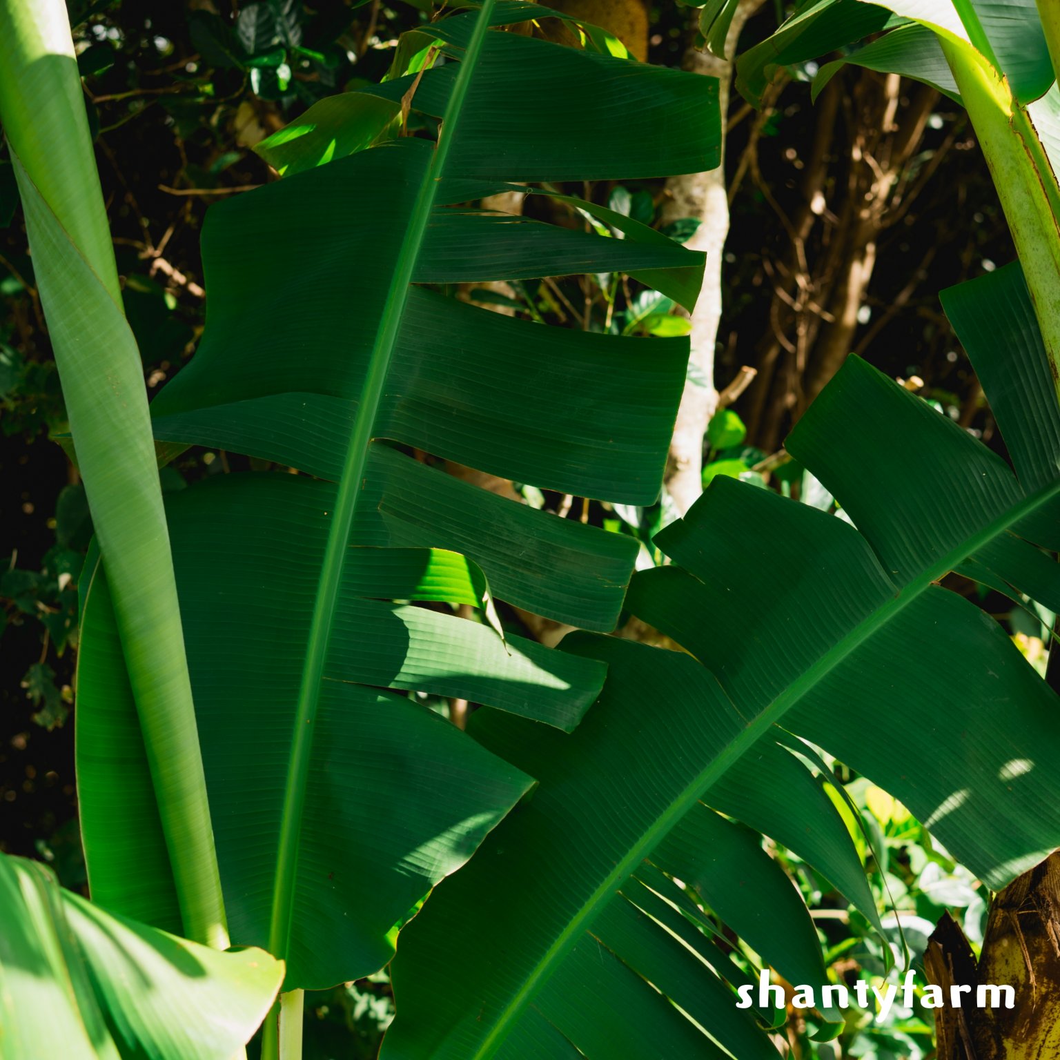 石垣島産 無農薬 島バナナ　１ｋｇ（自然栽培）│Shanty Farm🍌🌿