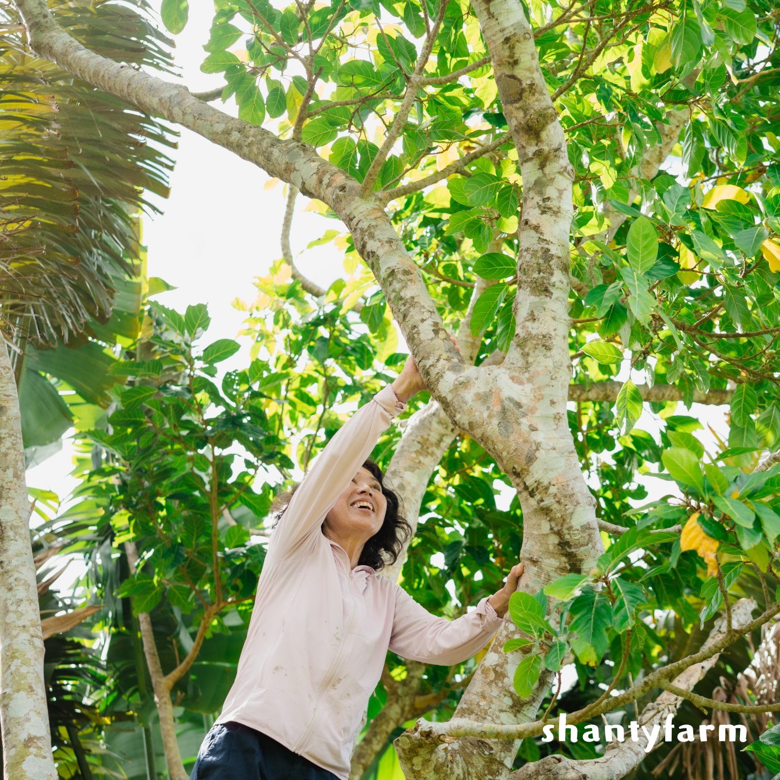 石垣島産 無農薬 島バナナ　１ｋｇ（自然栽培）│Shanty Farm🍌🌿
