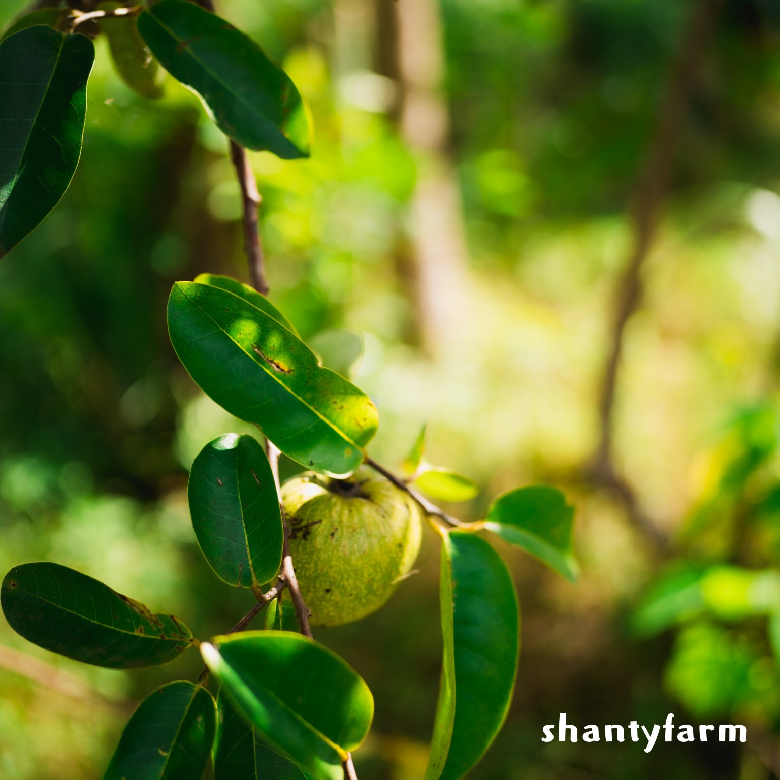 石垣島産 無農薬 島バナナ　１ｋｇ（自然栽培）│Shanty Farm🍌🌿
