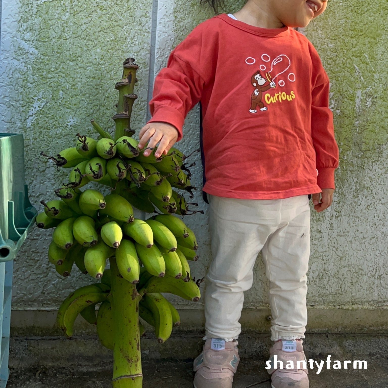 石垣島産 無農薬 島バナナ　１ｋｇ（自然栽培）│Shanty Farm🍌🌿