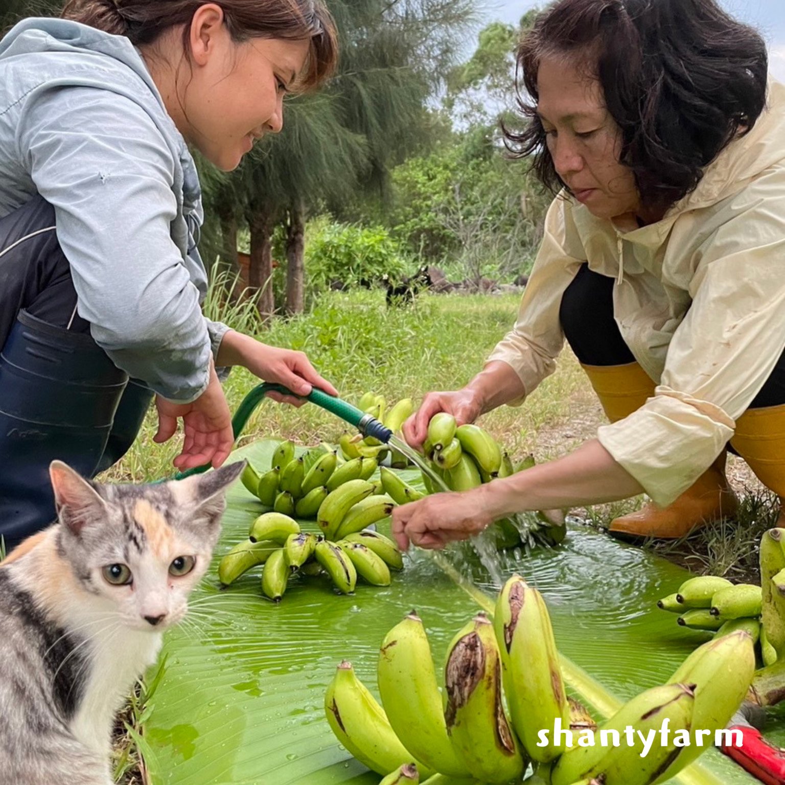 石垣島産 無農薬 島バナナ　１ｋｇ（自然栽培）│Shanty Farm🍌🌿