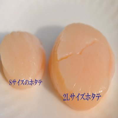 北海道産 帆立貝柱 2L特大サイズ 1キロ箱 (16玉〜20玉)