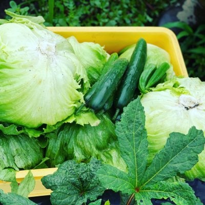 朝採れ産地直送!おまかせ野菜BOX