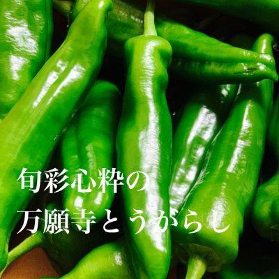 【期間限定販売】旬彩心粋の万願寺とうがらし750g
