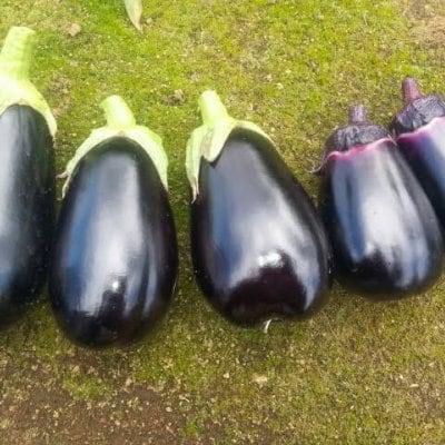 【期間限定販売】旬彩心粋のナス三種類ミックスセット