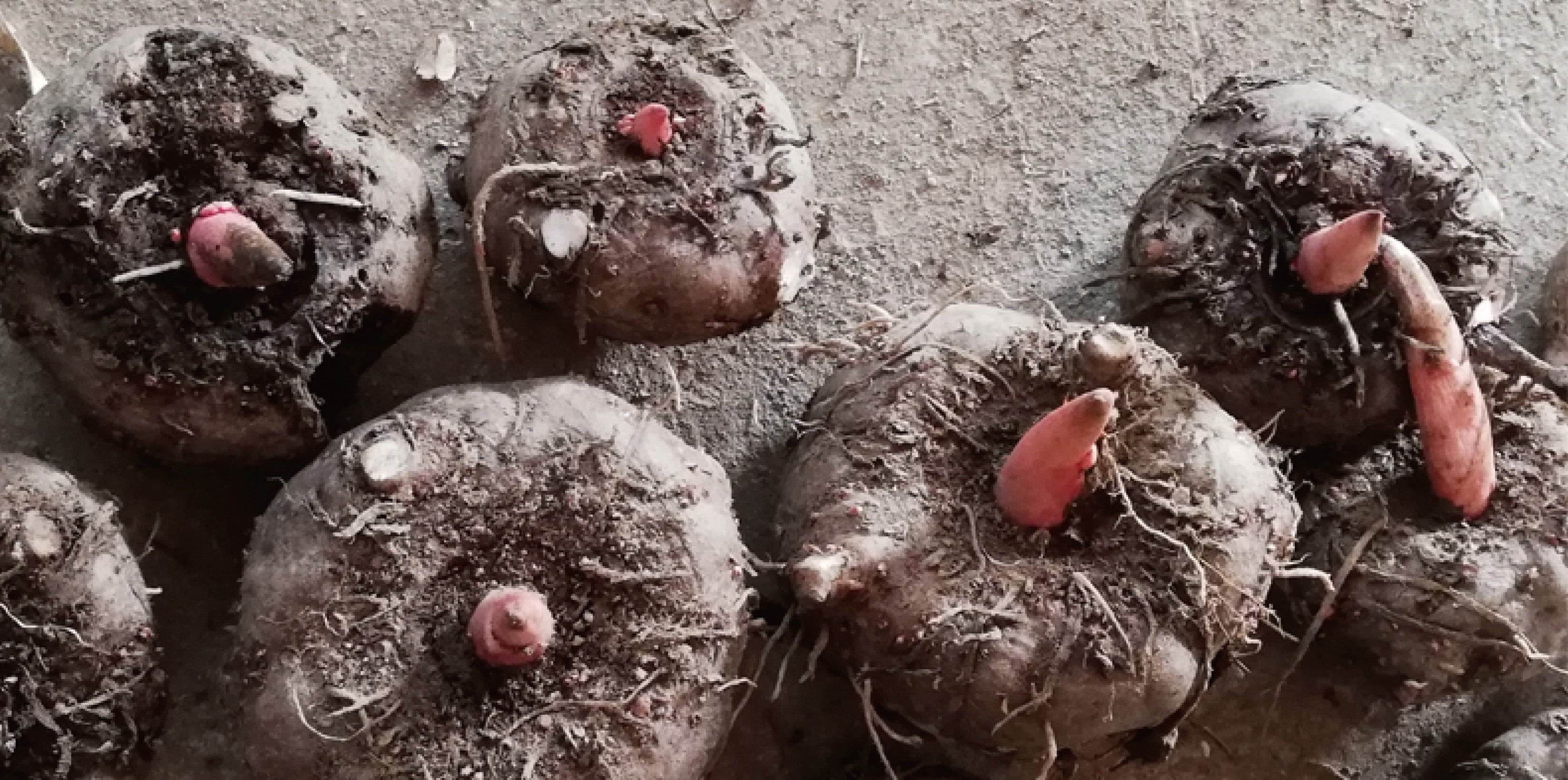 自然栽培の蒟蒻芋を使ってのコンニャク作り 第9回 和歌山県 高野山山麓の自然栽培農家 豊源 と よ み な ツクツク ウェブチケット モバイル コトの通販サイト 体験を買える