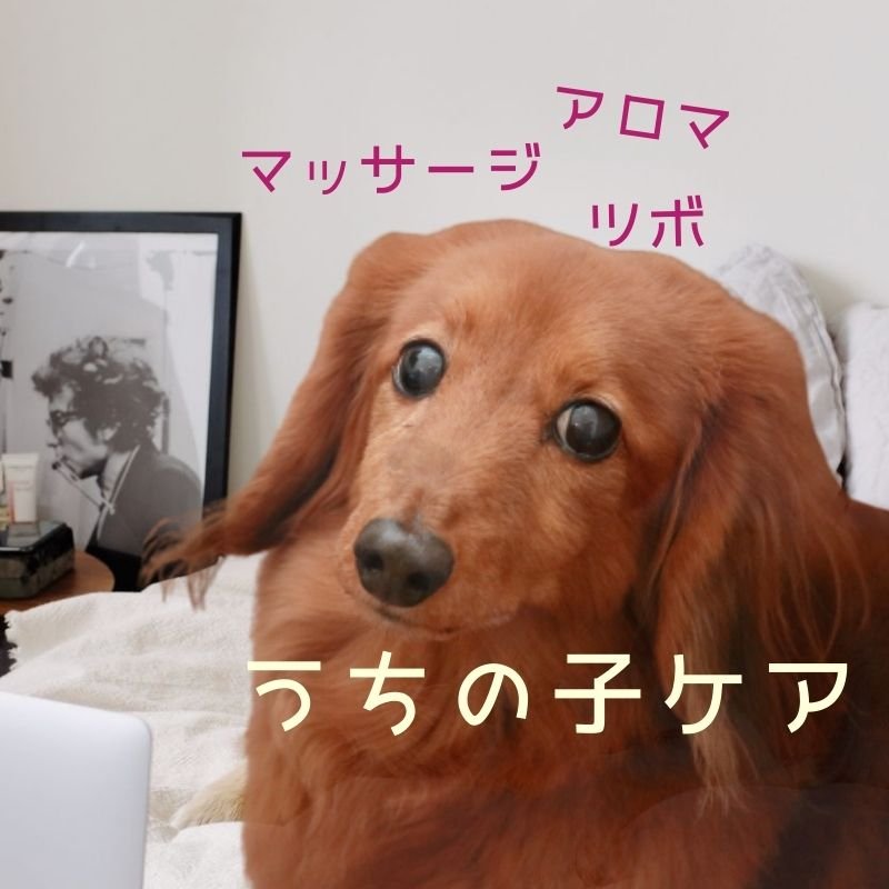 愛するワンちゃんへ 薬だけに頼らないおうちケア オンラインレッスン モニター価格 22年3月31日まで 小型犬のお洋服とアロマセラピー ベニーの店 Bennyz ツクツク ウェブチケット モバイル コトの通販サイト 体験を買える