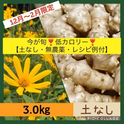 菊芋3.0kg 今が旬！低カロリー！【土無し・無農薬・レシピ例付】12月〜2月限定