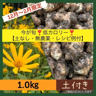 菊芋1.0kg  今が旬！低カロリー！ 【土付き・無農薬・レシピ例付】12月〜2月限定