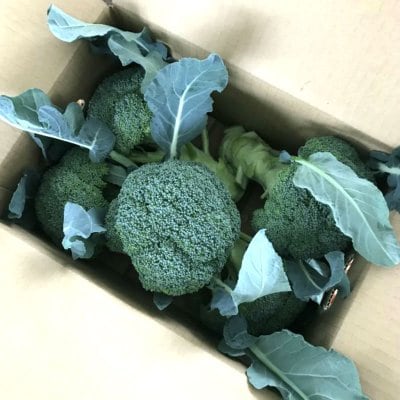 【予約注文】分け合い露地ブロッコリー(M~2Lサイズ混 5個前後)/限定販売/送料込