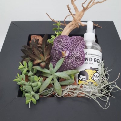 【敬老の日ギフト】多肉植物とハンドジェルのフラワーBOX(数量限定)