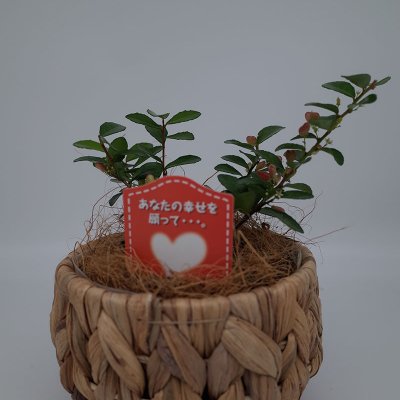 【新商品】ハートの生る木(ハートツリー)