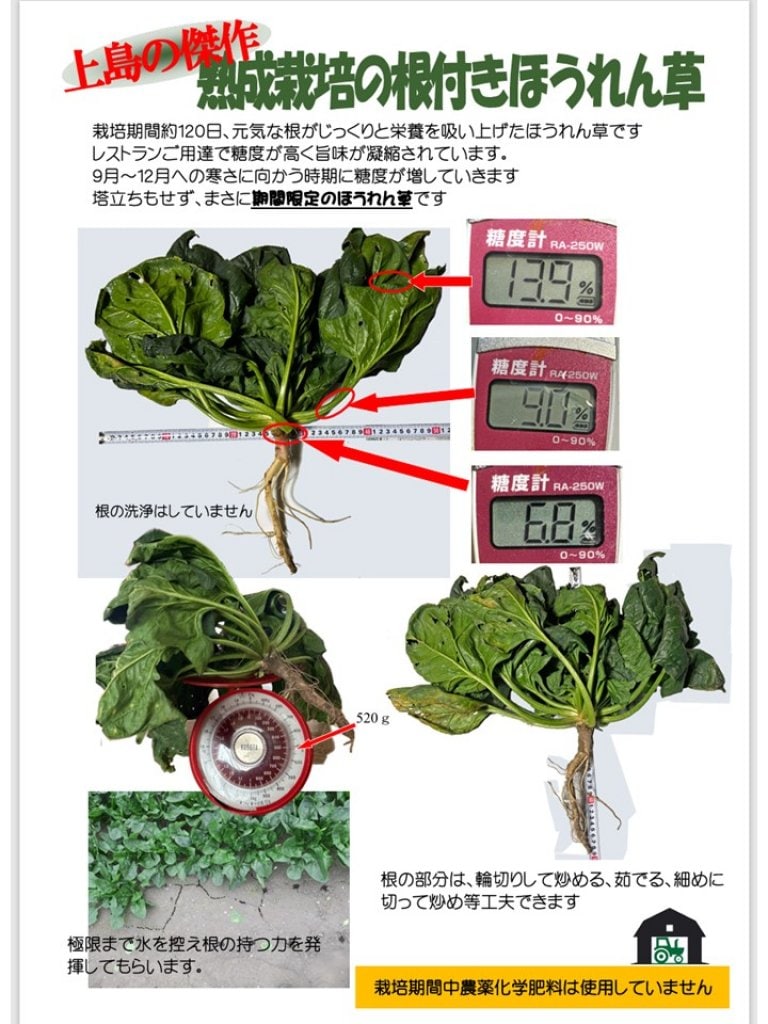 【特別販売】上島農園熟成栽培根付きほうれん草