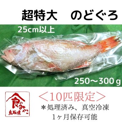 超特大!250グラム〜あります 10匹限定【1ヶ月保存可能】【処理済み】解凍するだけ!日本海の高級魚「のどぐろ」25cm以上 冷凍・真空 ばら売り