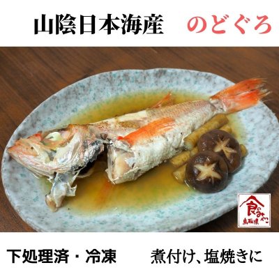 オープン記念!白いか1杯プレゼント付き★【処理済み】解凍するだけ!日本海の高級魚「のどぐろ」20cm/150〜180g/尾【1ヶ月保存可能】冷凍・真空(5匹入り)