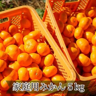 【予約商品・11/15〜順次発送】《長崎産・伊木力みかん》家庭用みかん５ｋｇ