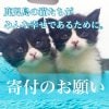 【チャリティー】かごねこ応援！かごしま猫たちの幸せな生活のために。応援チケット（100円から応援できます）