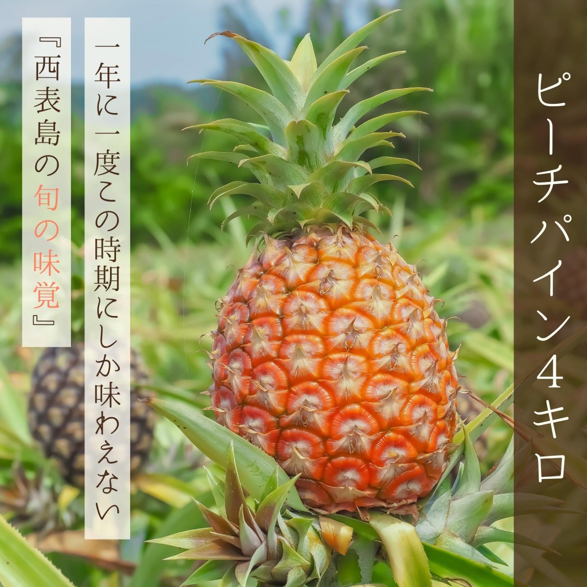 【４Kg】西表島産ピーチパイン 〜パイナップルなのに『ほんの〜り桃の香り』がする不思議なパイナップル〜