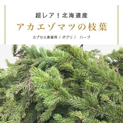 【北海道産・アカエゾマツ枝葉】180g /カプセル蒸留用/ポプリ/ハーブ