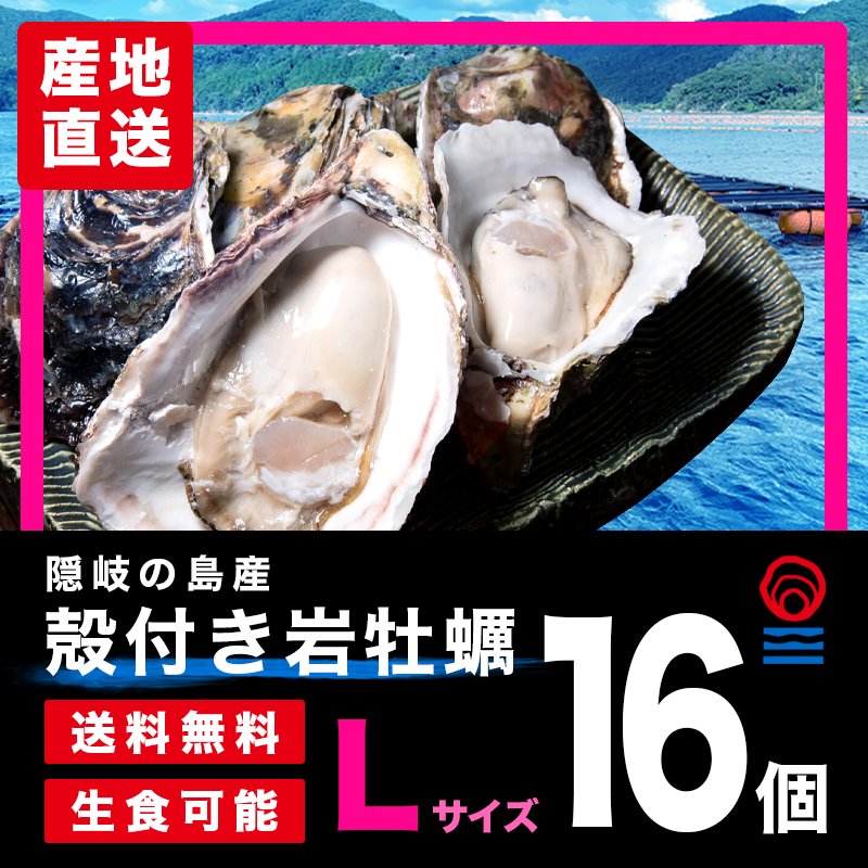Ｌサイズお得な16個入|殻付き岩がき・生食用｜隠岐の島蛸木産「清海」|送料無料