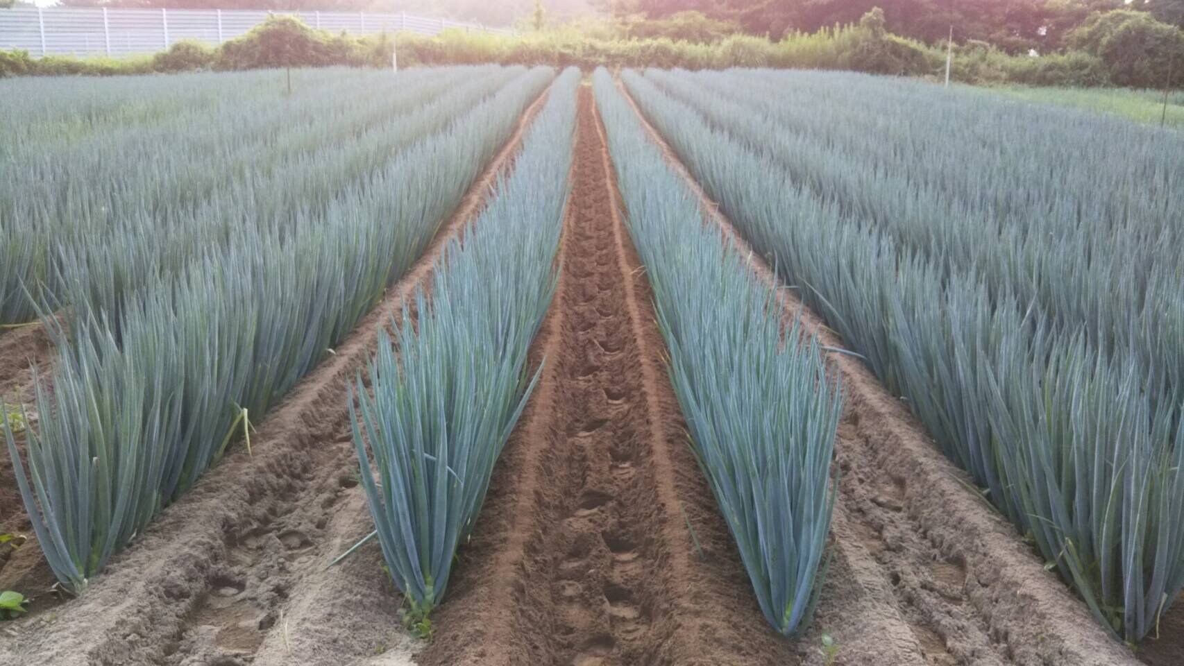 青ネギ 徳島県産 8kg 業務用 産地直送 【超目玉】 8kg