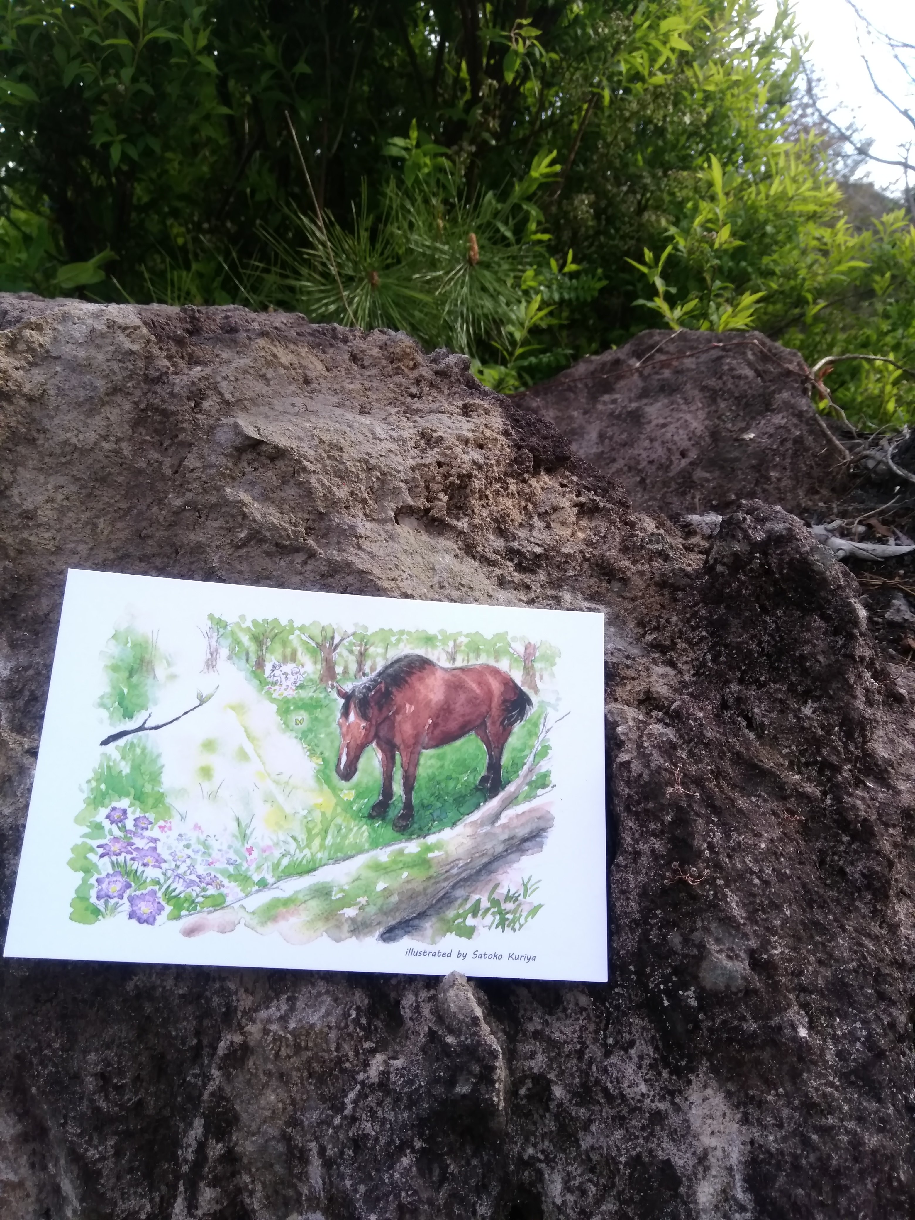 働く馬「ヤマト」の里山応援チケット　☆お礼品「山と馬プロジェクト」オリジナルポストカードつき☆のイメージその３