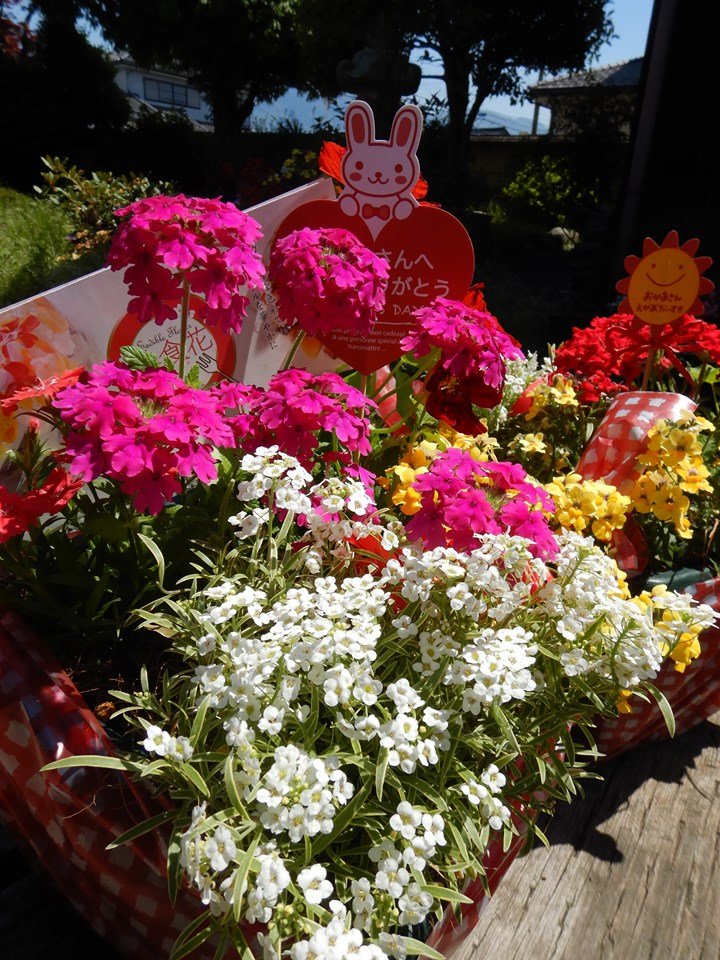 花農家直送》［送料無料］エディブルフラワーの寄せ植え5種