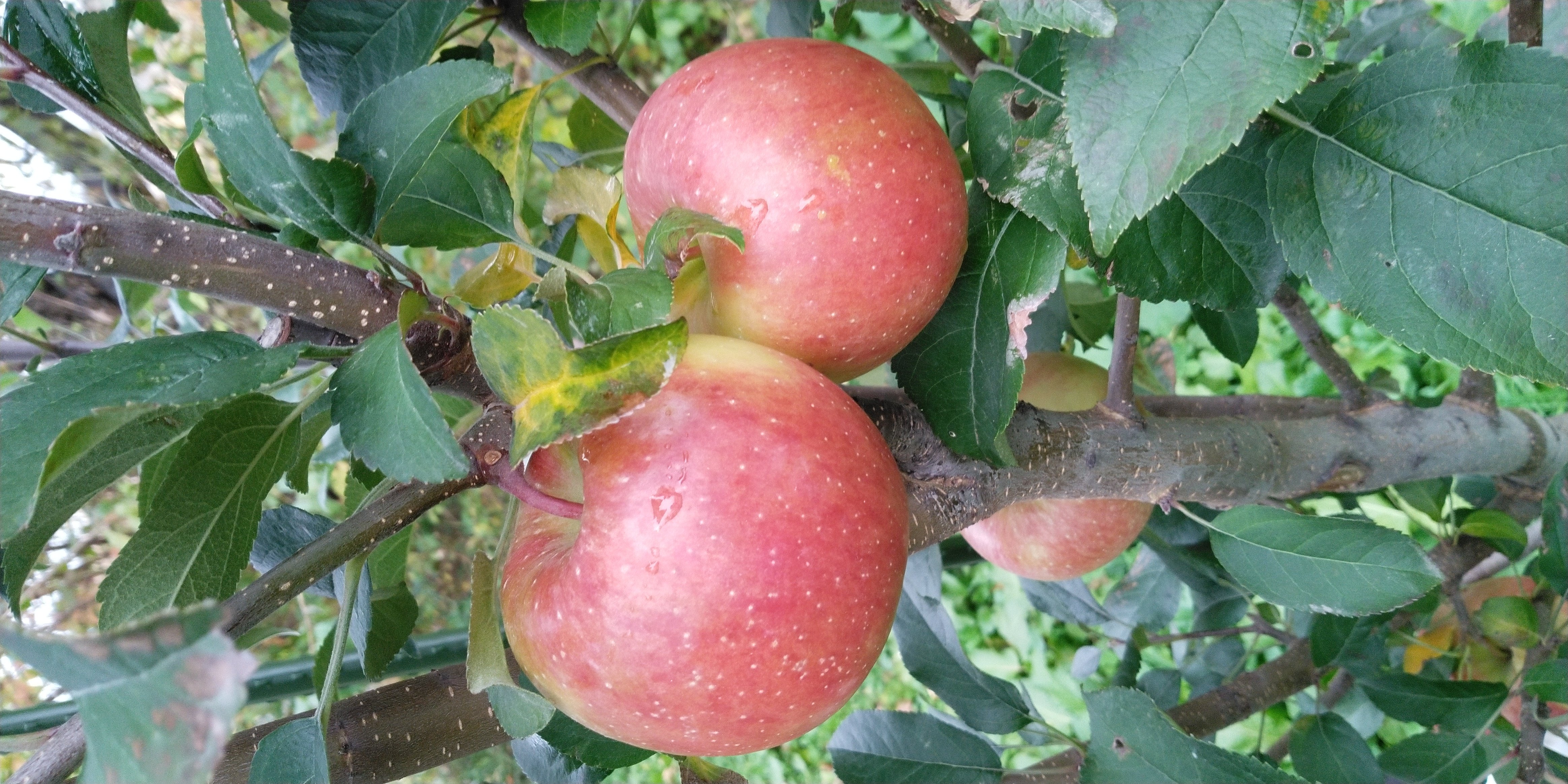 幻のりんご 高徳 11玉 12玉