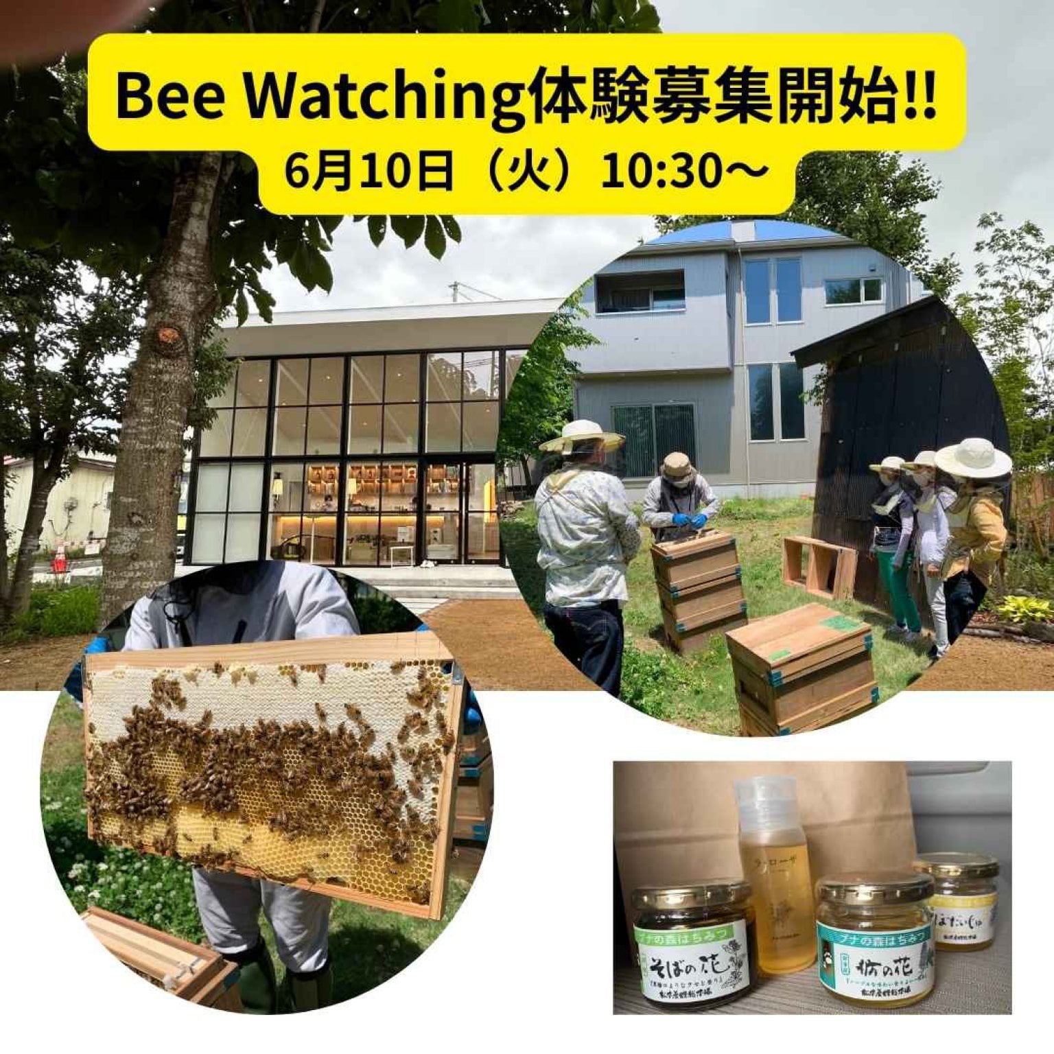 養蜂場見学会（ビーウォッチング）