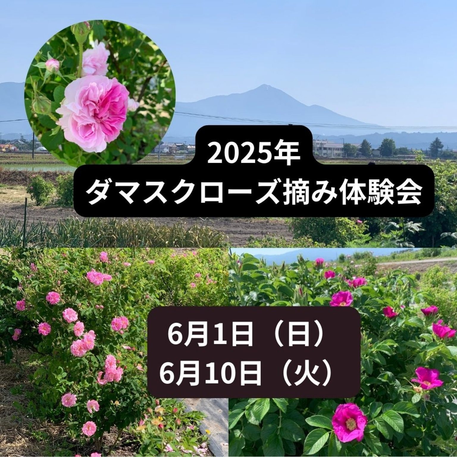 2025年農薬不使用の農園でダマスクローズ摘み体験会