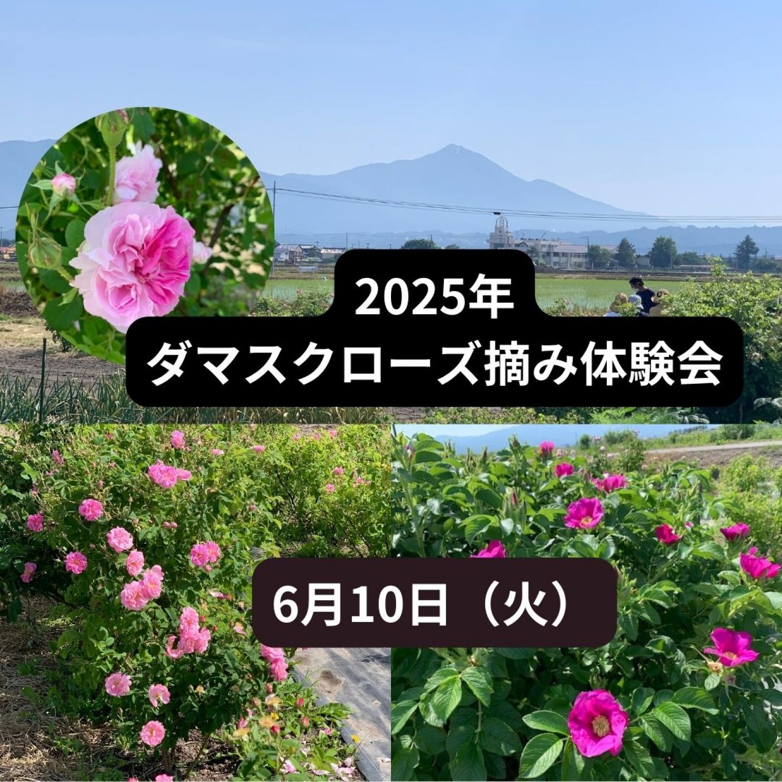 2025年農薬不使用の農園でダマスクローズ摘み体験会