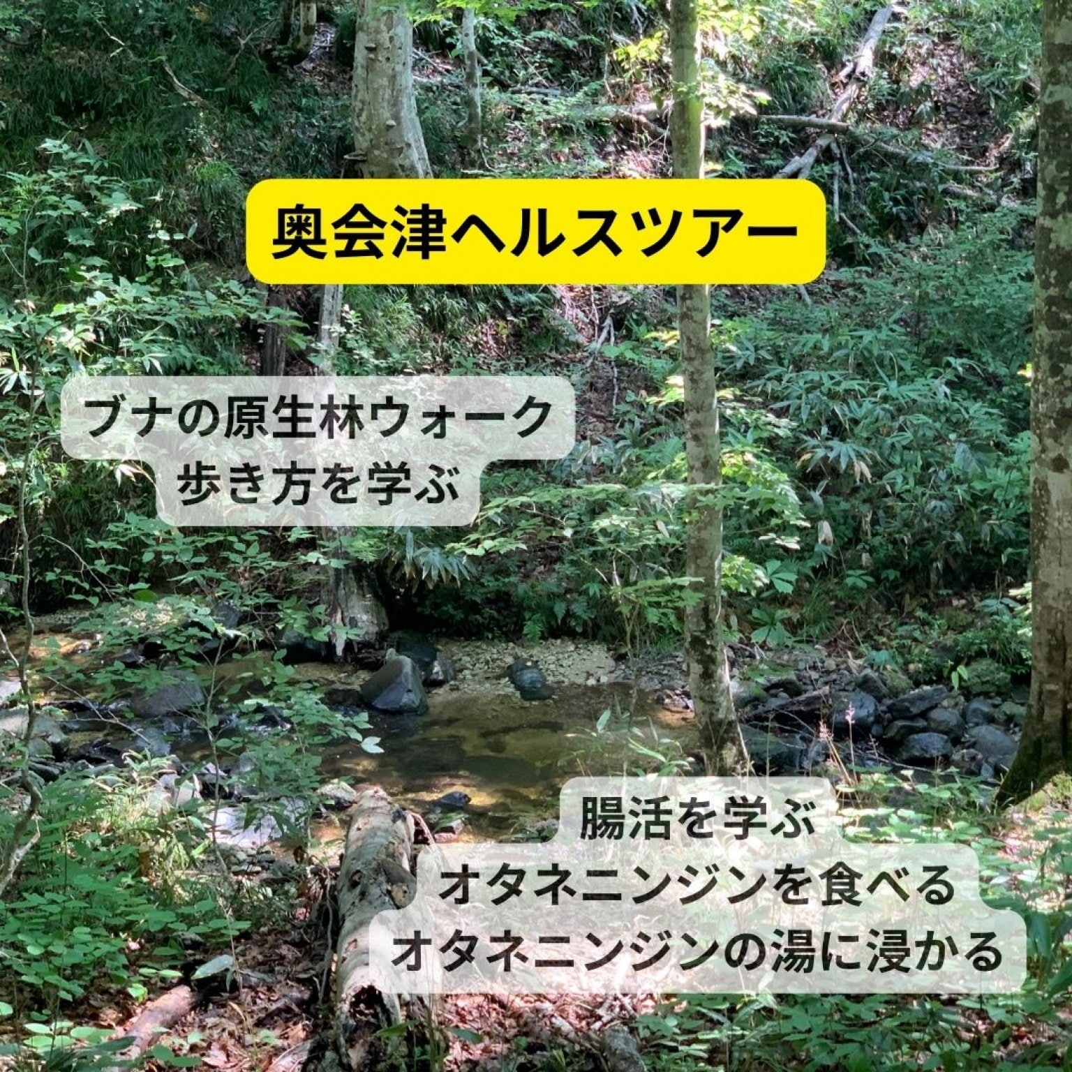 薬草体験と奥会津のブナ原生林を歩くヘルスツアー