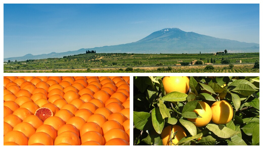 ブラッドオレンジジュース＜冷凍＞ Vita Vip